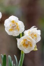 Narcissus cultivar, Daffodil Double Star, close-up flowers